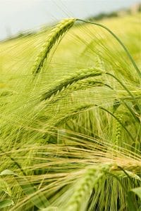 Buğday Başağı Gergi Tavan Resimleri