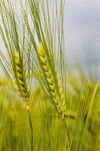 Buğday Başağı Gergi Tavan Resimleri