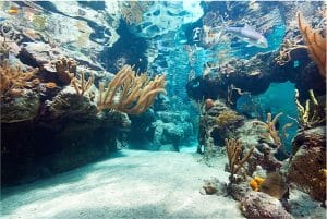 Deniz Canlısı Gergi Tavan Resimleri