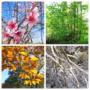 Dört Mevsim Gergi Tavan Resimleri
