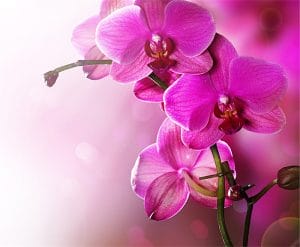Gergi Tavan Çiçek Resimleri