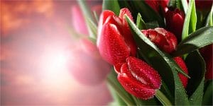 Gergi Tavan Çiçek Resimleri