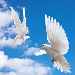 Gökyüzü beyaz güvercin gergi tavan resimleri