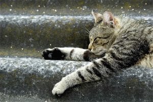 Gergi tavan kedi resimleri