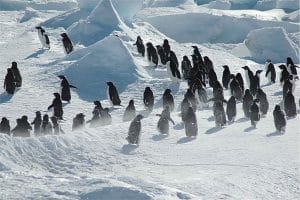 Gergi tavan penguen resimleri